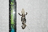  ( - IRD EAA493.2)  @11 [ ] CreativeCommons  Attribution Non-Commercial Share-Alike (2014) Evy Arida Indonesian Institute of Sciences, Museum Zoologicum Bogoriense