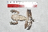  ( - IRD EAA522.2)  @11 [ ] CreativeCommons  Attribution Non-Commercial Share-Alike (2014) Evy Arida Indonesian Institute of Sciences, Museum Zoologicum Bogoriense