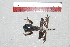  ( - IRD EAA550.2)  @11 [ ] CreativeCommons  Attribution Non-Commercial Share-Alike (2014) Evy Arida Indonesian Institute of Sciences, Museum Zoologicum Bogoriense