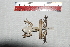  ( - IRD EAA551.2)  @11 [ ] CreativeCommons  Attribution Non-Commercial Share-Alike (2014) Evy Arida Indonesian Institute of Sciences, Museum Zoologicum Bogoriense
