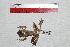  ( - IRD EAA552.2)  @11 [ ] CreativeCommons  Attribution Non-Commercial Share-Alike (2014) Evy Arida Indonesian Institute of Sciences, Museum Zoologicum Bogoriense
