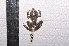  ( - IRD EAA556.2)  @11 [ ] CreativeCommons  Attribution Non-Commercial Share-Alike (2014) Evy Arida Indonesian Institute of Sciences, Museum Zoologicum Bogoriense