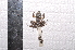  ( - IRD EAA557.2)  @11 [ ] CreativeCommons  Attribution Non-Commercial Share-Alike (2014) Evy Arida Indonesian Institute of Sciences, Museum Zoologicum Bogoriense