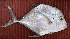  ( - Bar003)  @11 [ ] Copyright (c) (2022) Pieter-Jan Keleman School of Agronomy, University of Lisbon