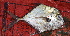  ( - Bar007)  @11 [ ] Copyright (c) (2022) Pieter-Jan Keleman School of Agronomy, University of Lisbon