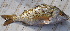  ( - Bar012)  @11 [ ] Copyright (c) (2022) Pieter-Jan Keleman School of Agronomy, University of Lisbon