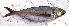  (Caranx rhonchus - Bar024)  @11 [ ] Copyright (c) (2022) Pieter-Jan Keleman School of Agronomy, University of Lisbon