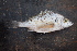  ( - AB-003)  @11 [ ] Copyright (c) (2021) Pieter-Jan Keleman School of Agronomy, University of Lisbon