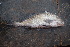  ( - AB-012)  @11 [ ] Copyright (c) (2021) Pieter-Jan Keleman School of Agronomy, University of Lisbon