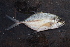  ( - AB-017)  @11 [ ] Copyright (c) (2021) Pieter-Jan Keleman School of Agronomy, University of Lisbon