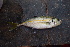  ( - AB-019)  @11 [ ] Copyright (c) (2021) Pieter-Jan Keleman School of Agronomy, University of Lisbon