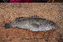  ( - AB-020)  @11 [ ] Copyright (c) (2021) Pieter-Jan Keleman School of Agronomy, University of Lisbon