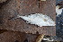  ( - AB-038)  @11 [ ] Copyright (c) (2021) Pieter-Jan Keleman School of Agronomy, University of Lisbon