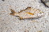  ( - AB-044)  @11 [ ] Copyright (c) (2021) Pieter-Jan Keleman School of Agronomy, University of Lisbon