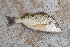  ( - AB-047)  @11 [ ] Copyright (c) (2021) Pieter-Jan Keleman School of Agronomy, University of Lisbon