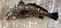  ( - ELA2.3)  @11 [ ] Copyright (c) (2021) Pieter-Jan Keleman School of Agronomy, University of Lisbon