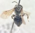  ( - Andrena imitatrix col 060421 seq 080122)  @11 [ ] CreativeCommons - Attribution Share-Alike (2022) Unspecified Central College