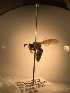  ( - Andrena imitatrix col 060421 seq 080122)  @11 [ ] CreativeCommons - Attribution Share-Alike (2022) Unspecified Central College