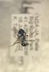  ( - Lasioglossum birkmanni col 06162022 seq 08012022)  @11 [ ] CreativeCommons - Attribution Share-Alike (2022) Unspecified Central College