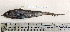  (Coelorinchus caelorinchus - BIM DS-103)  @11 [ ] Copyright (2019) Stern N. Israel Oceanographic and Limnological Research