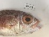  ( - BIM DS-268)  @11 [ ] Copyright (2019) Stern N. Israel Oceanographic and Limnological Research