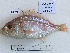  ( - BIM DS-277)  @11 [ ] Copyright (c) (2021) Paz G. Israel Oceanographic and Limnological Research