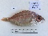  ( - BIM DS-277)  @11 [ ] Copyright (c) (2021) Paz G. Israel Oceanographic and Limnological Research