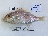  ( - BIM DS-278)  @11 [ ] Copyright (c) (2021) Paz G. Israel Oceanographic and Limnological Research
