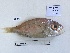  ( - BIM DS-278)  @11 [ ] Copyright (c) (2021) Paz G. Israel Oceanographic and Limnological Research