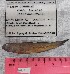  ( - BIM F-067)  @11 [ ] Copyright (2017) Stern N. Israel Oceanographic and Limnological Research