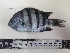  ( - BIM F-115)  @11 [ ] Copyright (2019) Stern N. Israel Oceanographic and Limnological Research