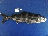  ( - BIM F-131)  @11 [ ] Copyright (c) (2021) Paz G. Israel Oceanographic and Limnological Research