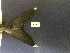  ( - BIM F-131)  @11 [ ] Copyright (c) (2021) Paz G. Israel Oceanographic and Limnological Research