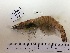  (Penaeus pulchricaudatus - BIM NA-170)  @11 [ ] Copyright (2019) Paz G. IOLR