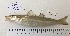  ( - BIM NA-235)  @11 [ ] Copyright (2019) Stern N. Israel Oceanographic and Limnological Research