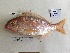  ( - BIM NA-516)  @11 [ ] Copyright (c) (2021) Paz G. Israel Oceanographic and Limnological Research