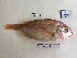  ( - BIM NA-516)  @11 [ ] Copyright (c) (2021) Paz G. Israel Oceanographic and Limnological Research