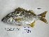  ( - BIM-NA-697)  @11 [ ] Copyright (c) (2021) Paz G. Israel Oceanographic and Limnological Research