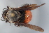  (Bombus cf. excellens - MECN_13340)  @11 [ ] CC-BY-NC-ND (2025) INABIO INABIO