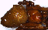  (Parawixia kochi - MECN_AR_616b)  @11 [ ] CC-BY-NC-ND (2024) INABIO INABIO