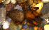  (Kapogea cyrtophoroides - MECN_AR_631)  @11 [ ] CC-BY-NC-ND (2024) INABIO INABIO