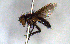  (Chaetodoria - MECN_EN_38338)  @11 [ ] CC-BY-NC-ND (2024) INABIO INABIO