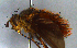  (Adejeania browni - MECN_EN_38398)  @11 [ ] CC-BY-NC-ND (2024) INABIO INABIO