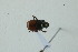  (Onthophagus aff. nabeleki - MECN_EN_39532)  @11 [ ] CC-BY-NC-ND (2024) INABIO INABIO