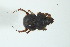  (Bolboceratidae - MECN_EN_41152)  @11 [ ] CC-BY-NC-ND (2024) INABIO INABIO