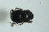  (Onthophagus affin crinitus panamensis - MECN_EN_41159)  @11 [ ] CC-BY-NC-ND (2024) INABIO INABIO