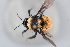  (Bombus robustus - MECN_EN_41589)  @11 [ ] CC-BY-NC-ND (2025) INABIO INABIO