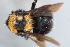  (Bombus affin hortulanus - MECN_EN_41595)  @11 [ ] CC-BY-NC-ND (2025) INABIO INABIO