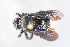  (Bombus pauloensis - MECN_EN_41625)  @11 [ ] CC-BY-NC-ND (2025) INABIO INABIO