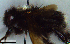  ( - MECN_EN_HYM_7462)  @11 [ ] CC-BY-NC-ND (2024) INABIO INABIO
